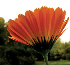 Profile of each company contains Cut Flowers Maine Organic Farmers And Gardeners