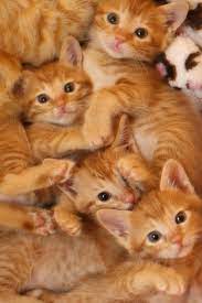 If you wish to be added to our waiting list for a kitten, please fill this form. My Favorite Cats Garfields Cute Puppies And Kittens Cats Cute Cats