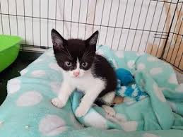 At 3 weeks after birth. De Ontwikkeling Van Kittens Foto S Van 0 Tot 12 Week Catmoneo