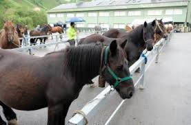 Resultado de imagen para bailes de caballos que hacen en el centro turistico aqua park el salvador
