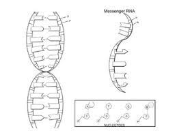 Color all the phosphates red (labeled with a p). Coloring Dna Worksheets Teaching Resources Teachers Pay Teachers