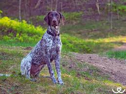 Image result for německý ohař krátkosrstý