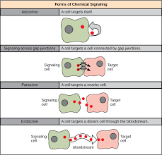 Types Of Receptors Principles Of Biology