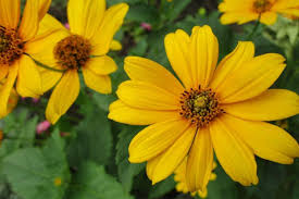 Wildflowers provide valuable habitat for bees and butterflies along highways. Florida Native Plants List 10 Flowers That Bloom With Beauty