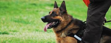 Dedicated to producing the best german shepherd puppies! German Shepherd Police Dog Police Military K9 Sales And Training