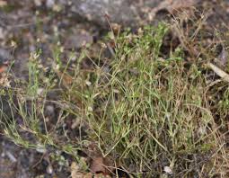 Image result for Sagina abyssinica