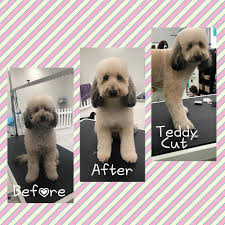 Another doodle lover may use the term goldendoodle teddy bear haircut. Facebook