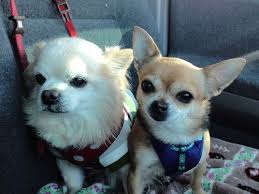 Pin On Les Chihuahuas