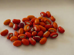 Image result for Erythrina livingstoniana