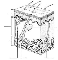 Test Review Chapter 5 Integumentary System Diagram Quizlet