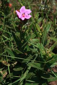 Image result for Heterotis canescens