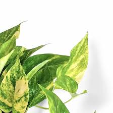 Image result for Epipremnum aureum