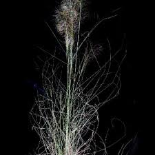 Image result for Aristida meridionalis
