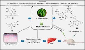 Image result for Alchornea laxiflora