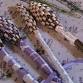 Lavender Wand Making Class