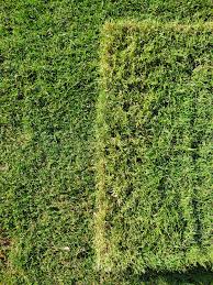 Requires at least 5 hours of direct sunlight; Tiftuf Vs Tifway 419 Color Texture The Lawn Forum