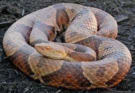 All subspecies have distinctive light and dark brown or greenish banding. Creeped Out At Home With Snakes In Crozet Crozet Gazette
