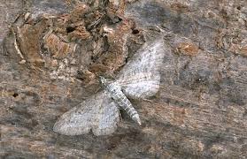 Image result for Eupithecia subumbrata