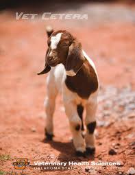 VetCetera2010 by Oklahoma State