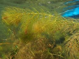 Image result for Ceratophyllum submersum