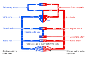 The main pulmonary artery splits into the right and left pulmonary arteries (better seen in the diagram at the end of this post). Labelled Diagram Of Vein Valves And Vein Artery Circuit
