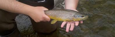 wny trout sniffers