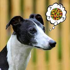 Can Dogs Eat Skittles What To Know About Dogs And Skittles Candy