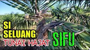 .burung tekukur itiumempunyai ciri ciri badan yang kecil dan ukuran badanya hampir menyerupai burung jenis perkutut untuk saat ini. Life Xperience Aku Burung Tekukur Merbok Untuk Dijual Cute766