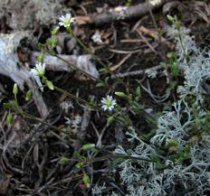 Image result for Cerastium octandrum