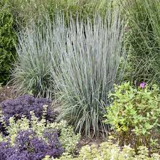 Image result for Schizachyrium