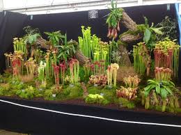 Hampshire Carnivorous Plants Carnivorous Plants Terrarium Plants Carnivorous Plants Terrarium