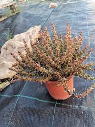 Image result for Euphorbia schinzii