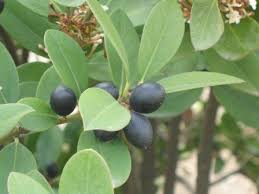 Image result for Acokanthera laevigata