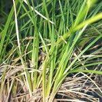 Image result for Abildgaardia ovata