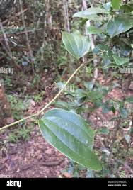 Image result for Smilax anceps
