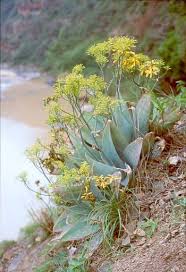Image result for Aloe ribauensis