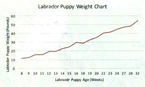 42 prototypal cat weights by age chart