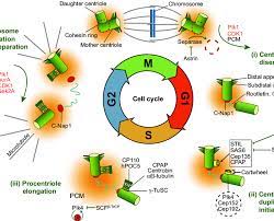 Cytokinesis is the shortest phase of the cell cycle that occurs differently in plants and animals. Interplay Between The Centrosome Cycle And The Cell Cycle The Download Scientific Diagram