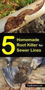 Pin On Tree Root Killer