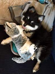 Pin On Our Pomsky Tala Khaleesi