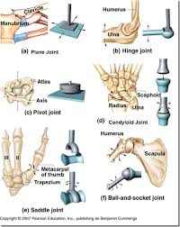 Joints Joints Anatomy Synovial Joint Yoga Anatomy