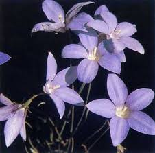 Wahlenbergia is a genus of between 150 and 270 species of flowering plants in the family campanulaceae.it is found everywhere except for north america.most of species come from africa and australasia. Tall Bluebell Wt Landcare Flora Index