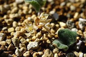 Image result for Eriospermum roseum