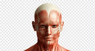 The biodigital human is a virtual 3d body that visualizes human anatomy, disease and treatments in an interactive 3d web platform Human Facial Muscular System Art Mark Main Anatomy Human Body Facial Muscles Simulated Stereoscopic Brain Meridian Map Face People Head Png Pngwing