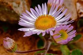 Image result for Erigeron steudelii