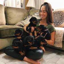 German rottweiler puppies for sale near me. 11 Best Places To Find Rottweiler Puppies For Sale Dog Breeds List