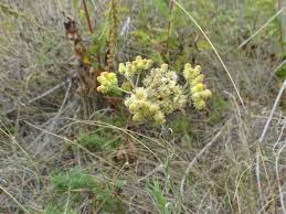 Image result for Helichrysum cephaloideum