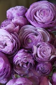 Ranunculus M Blue Purple Flowers Flowers Wholesale Flowers