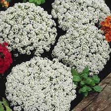 Alyssum Snow Crystals Flower Garden Seeds Approx 5000 Seeds Annual Lobularia Maritima Walmart Com Alyssum Garden Seeds Seeds
