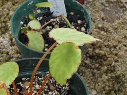 Image result for Begonia subscutata